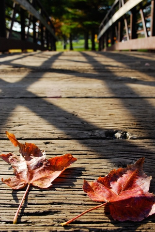Illustration for article titled Shooting Challenge Fall Leaves Gallery 6